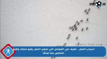 أسباب النمل.. تعرف على العوامل التي تجعل النمل يغزو منزلك وطرق التخلص منه تمامًا